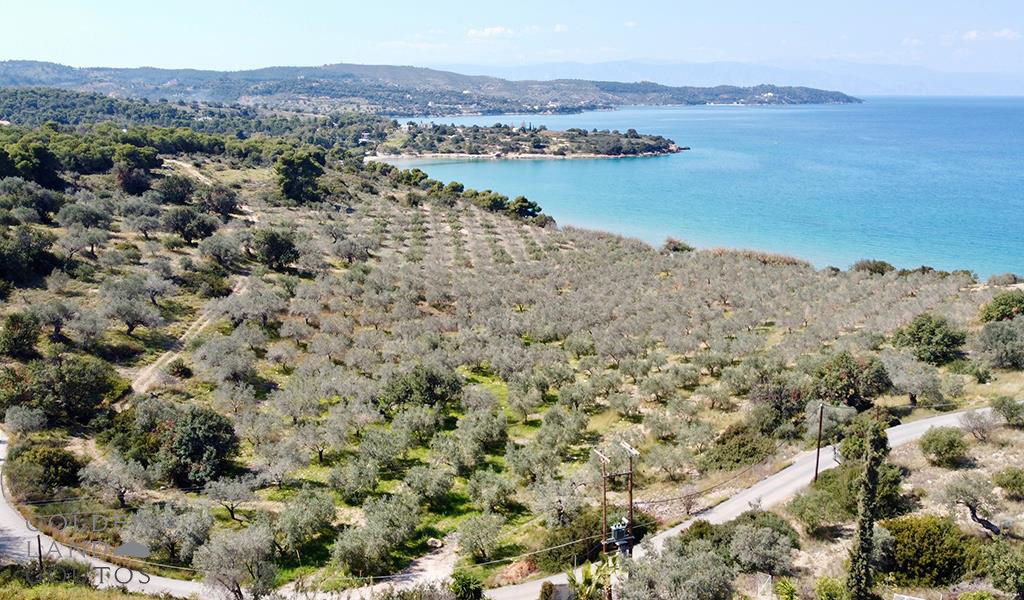 Olive Trees Estate