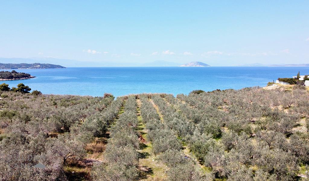 Olive Trees Estate